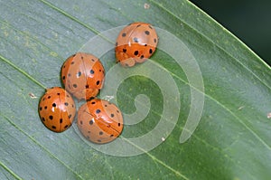 Ladybugs, Ladybirds