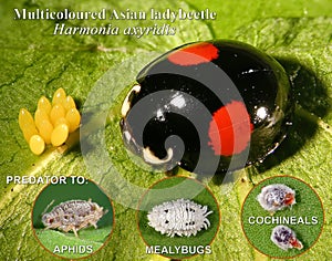 Ladybugs (ladybirds) Harmonia axyridis