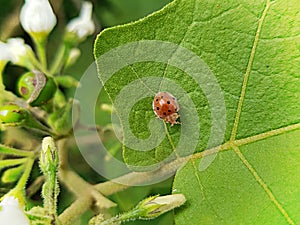 Ladybugs or Ladybirds on The Leaf