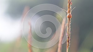 Ladybugs, ladybugs on weeds