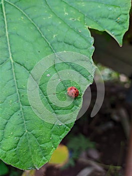 Ladybugs land on green leaves photo