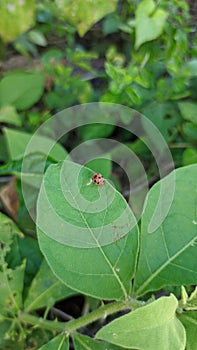 Ladybugs on leaf tips