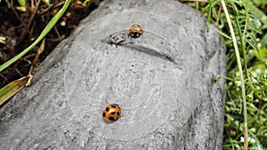 Ladybugs in a log