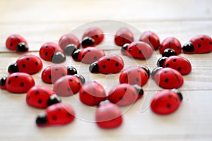 Ladybugs in love