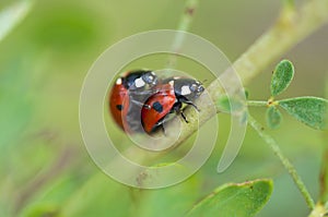 Ladybugs love on a branch