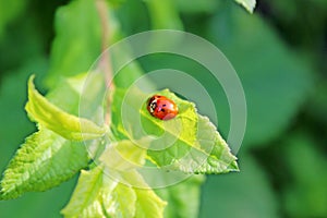 Ladybugs in love