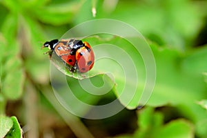 Ladybugs in love - macro shot, depth of field