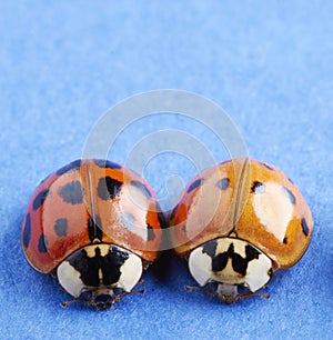 Ladybugs