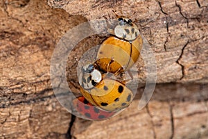 Ladybugs make love. Mating beetles