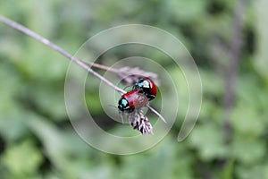 Ladybugs making love