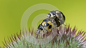 Ladybugs mate in the Bud of the poppy