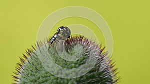 Ladybugs mate in the bud of the poppy