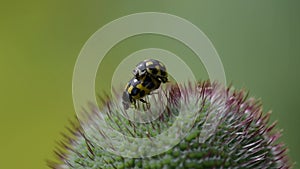 Ladybugs mate in the Bud of the poppy