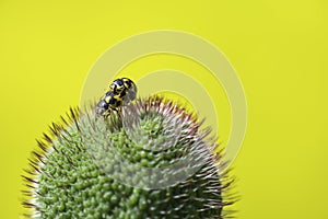 Ladybugs mate in the Bud of the poppy