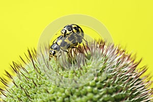 Ladybugs mate in the Bud of the poppy