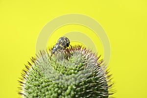 Ladybugs mate in the Bud of the poppy