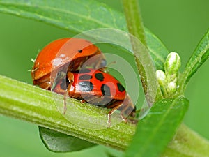 Ladybugs Mating