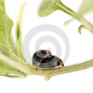 Ladybugs mating