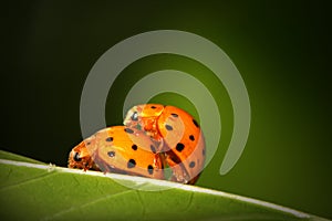 Ladybugs mating photo