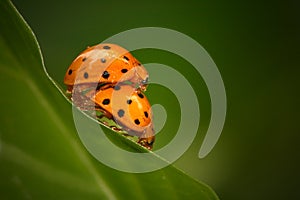 Ladybugs mating