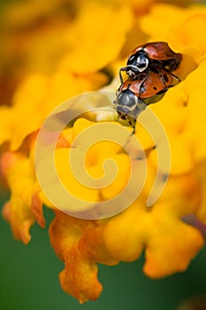 Ladybugs mating