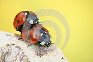 Ladybugs mating on branch on background