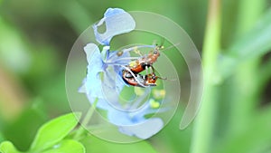 Ladybugs mating on dayflower.