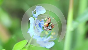 Ladybugs mating on dayflower.