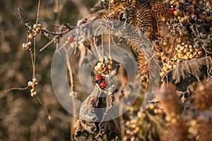 Ladybugs mating, dry thorn bush in the background