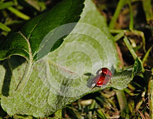 Ladybugs mating on a green leaf