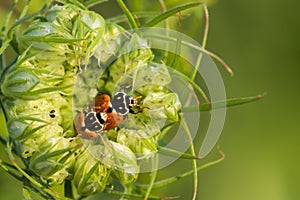 Ladybugs Mating inside a Green Flower
