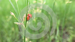 Ladybugs mating on leaves in the garden