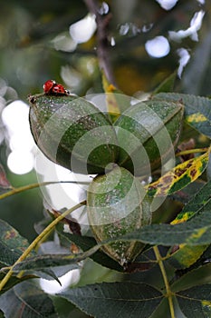 Ladybugs Mating on Pecan Cluster