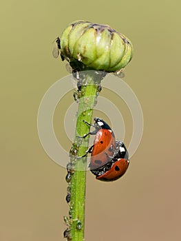 Ladybugs mating on a plant stem