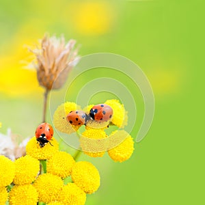 Ladybugs in meadow