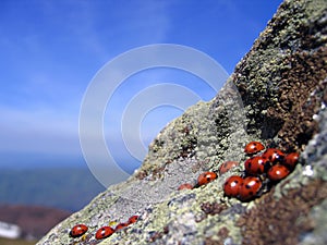 Ladybugs meeting on high cliffs photo