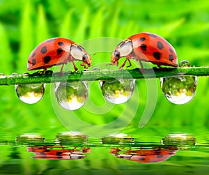 Ladybugs meeting over water level.