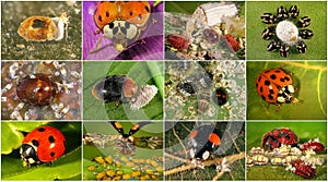 Ladybugs are natural enemies of aphids and scale insects