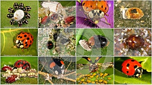 Ladybugs are natural enemies of aphids and scale insects