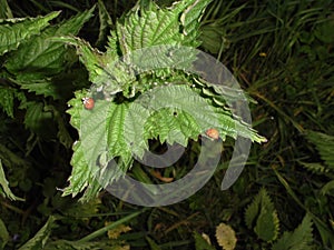 Ladybugs on nettle
