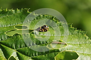 Ladybugs for the occupation of procreation