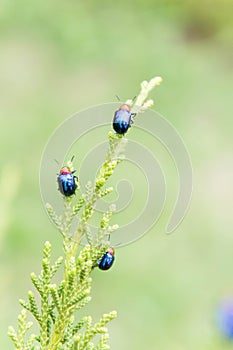 Ladybugs in ourdoor , Insect on the tree