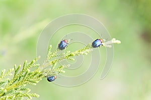 Ladybugs in ourdoor , Insect on the tree photo