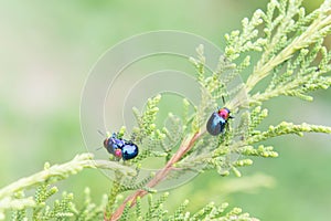 Ladybugs in ourdoors , Insect on the tree