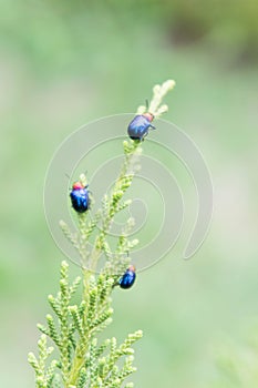 Ladybugs in ourdoors , Insect on the tree