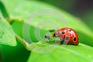 Ladybugs playing with buddy