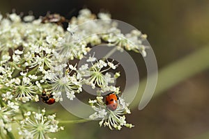 Ladybugs in Queen Ann`s Lace