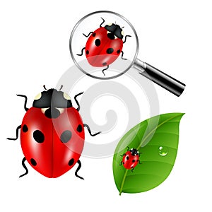 Ladybugs Set