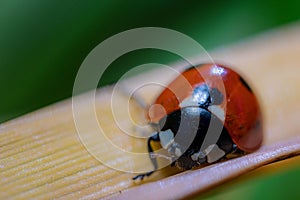 Ladybugs are small insects, generally between 1 and 10 mm