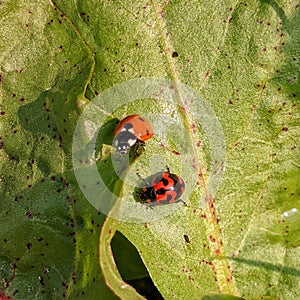 Ladybugs stock photos